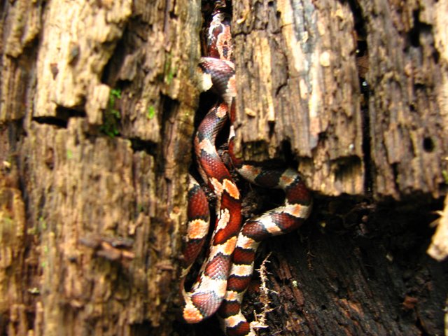 toy corn snake